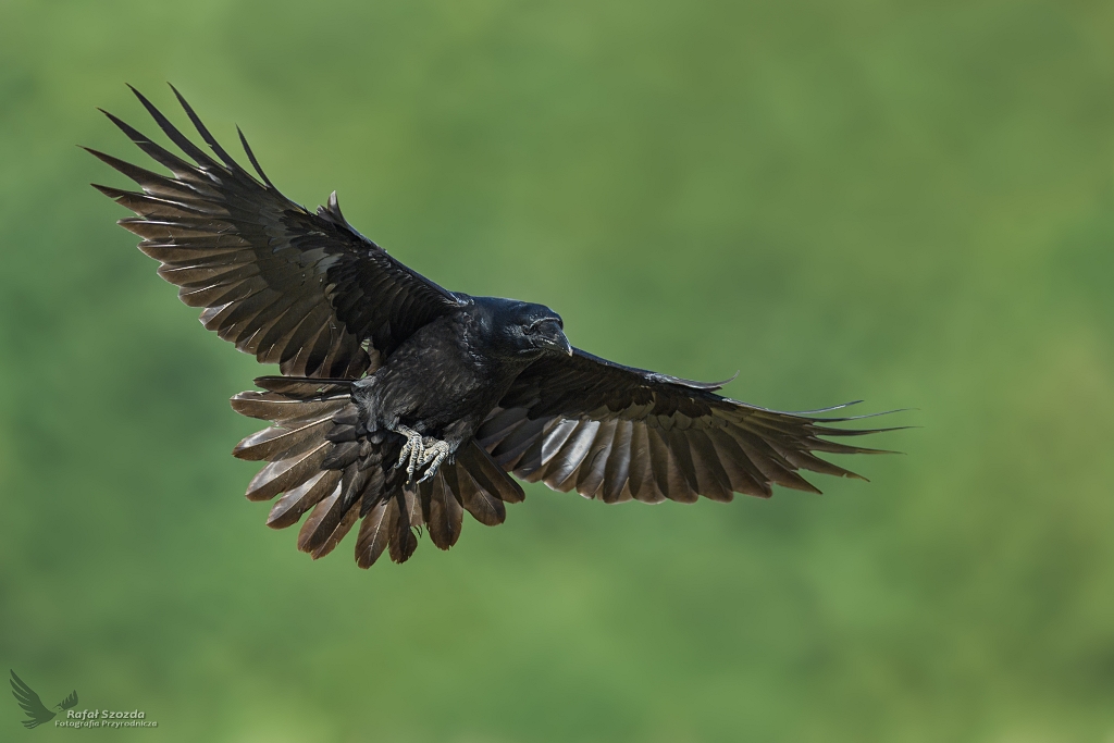 Kruk, Common Raven (Corvus corax) ... 2020r