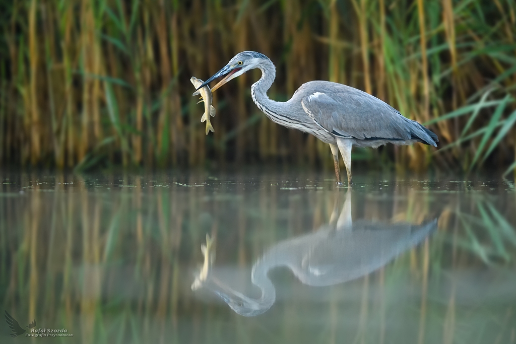 Czapla Siwa, Grey Heron (Ardea cinerea) ... 2020r