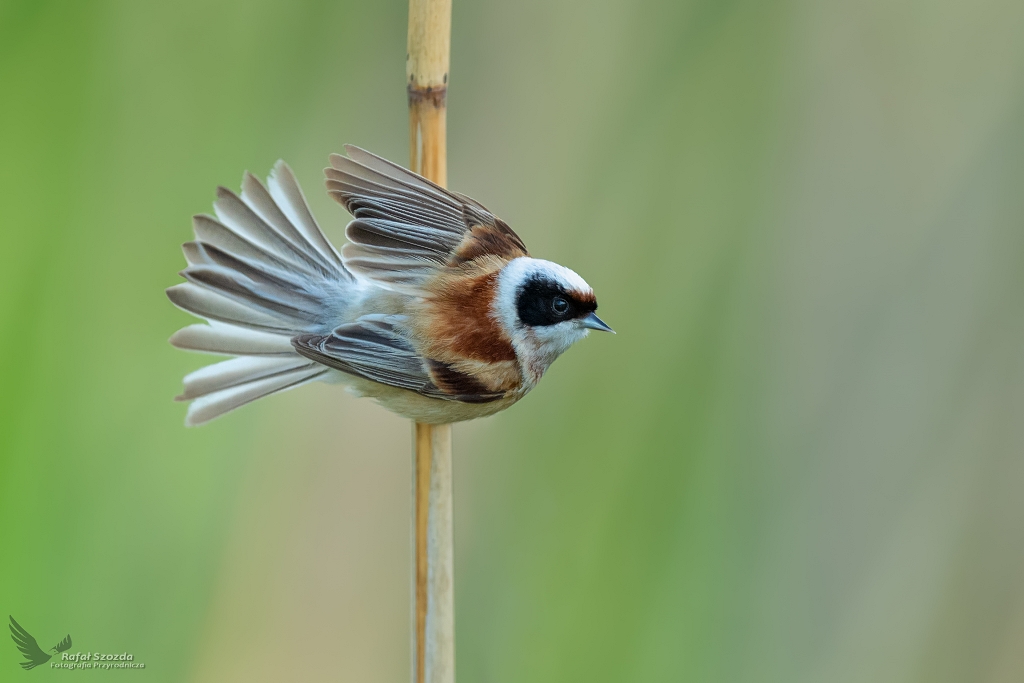 Remiz, Eurasian Penduline-Tit (Remiz pendulinus) ... 2020r