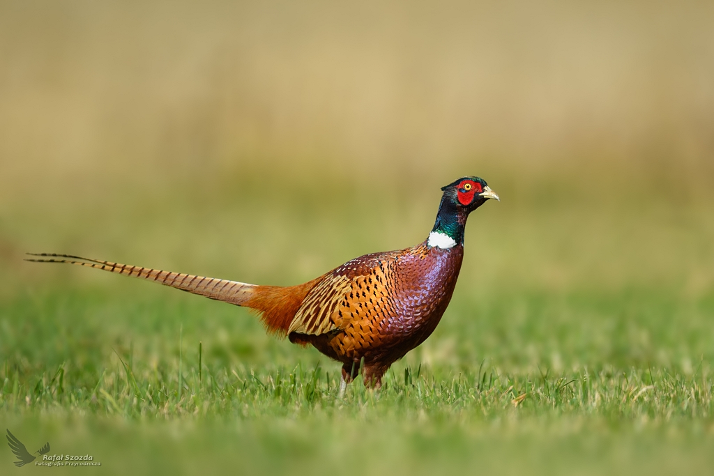 Baant, Common Pheasant (Phasianus colchicus) ... 2020r