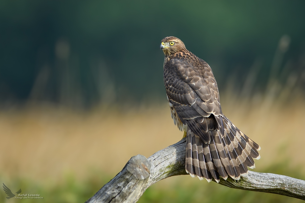 Jastrzb, Northern Goshawk (Accipiter gentilis) ... 2020r