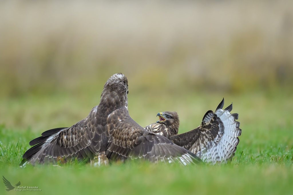 Krtkie spicie ... Myszoowy, Common Buzzard (Buteo buteo) ... 2020r