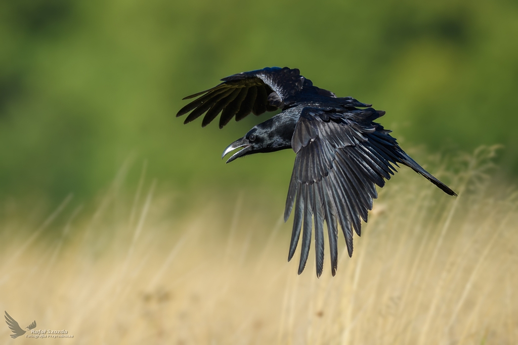 Kruk, Common Raven (Corvus corax) ... 2020r