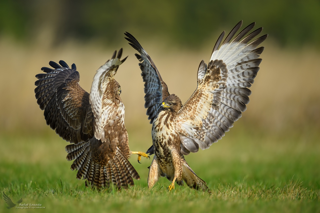 Myszoowy, Common Buzzard (Buteo buteo) ... 2020r