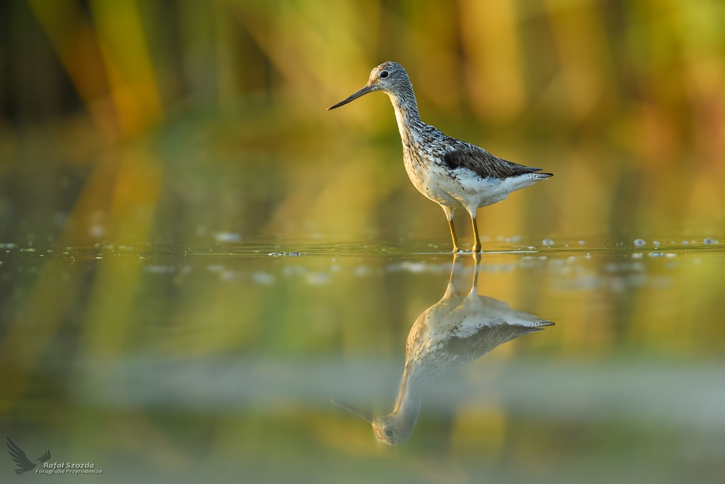 Kwokacz, Common Greenshank (Tringa nebularia) ... 2020r