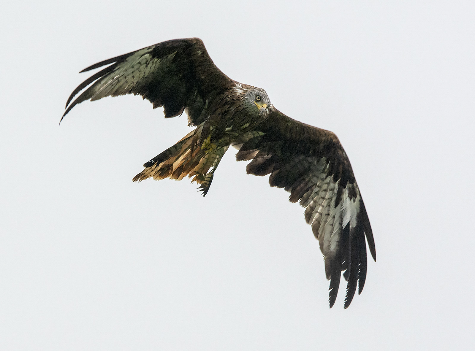 Kania ruda (Milvus milvus)