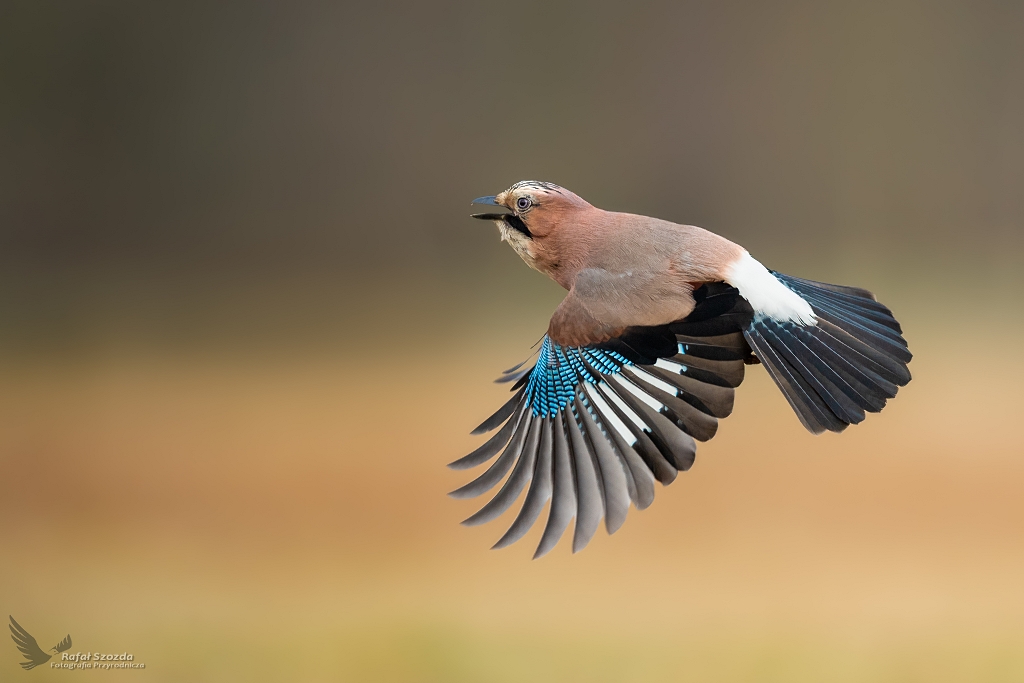 Sjka, Eurasian Jay (Garrulus glandarius) ... 2020r
