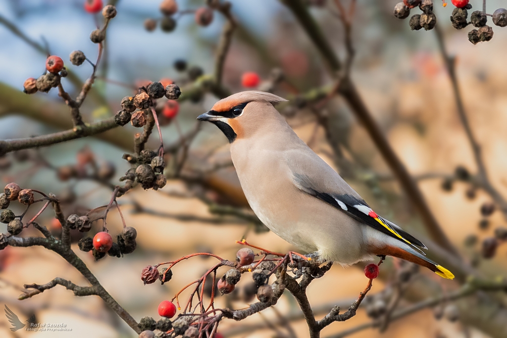 Jemiouszka, Bohemian Waxwing (Bombycilla garrulus) ...