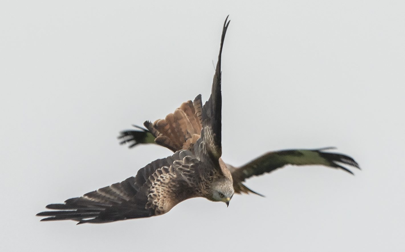 Kania ruda (Milvus milvus)