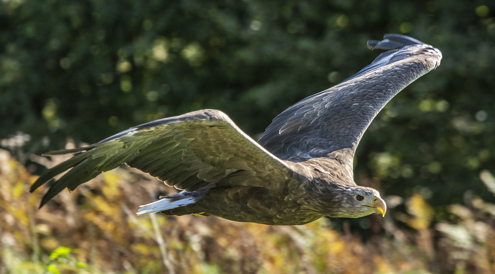 Orze przedni (Aquilq chrysaetos)
