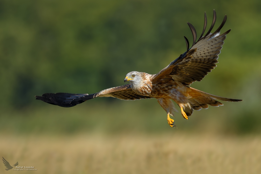 Kania Ruda, Red Kite (Milvus milvus) ...
