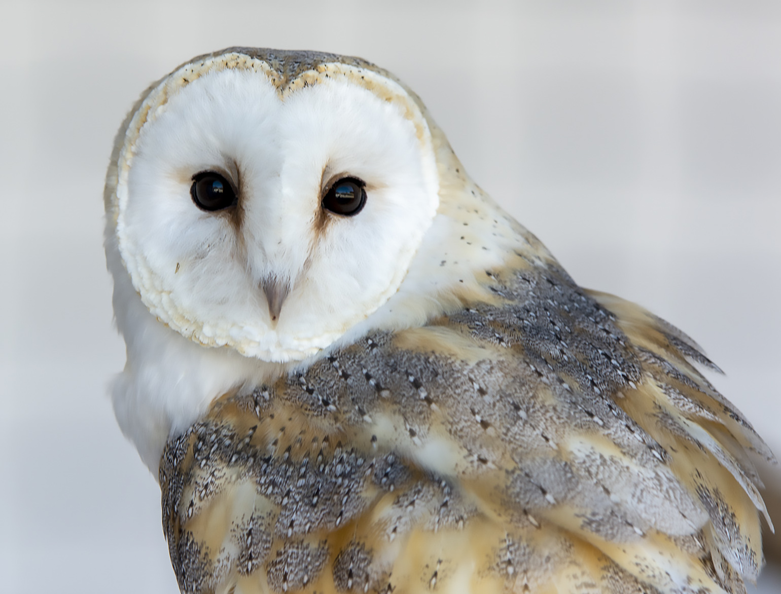 Pomykwka (Barn owl, Tyto alba)