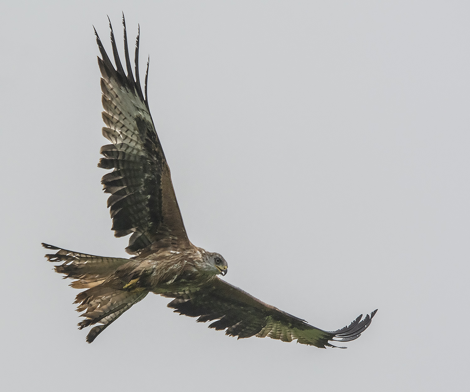 Kania reda (Red kite, Milvus milvus)