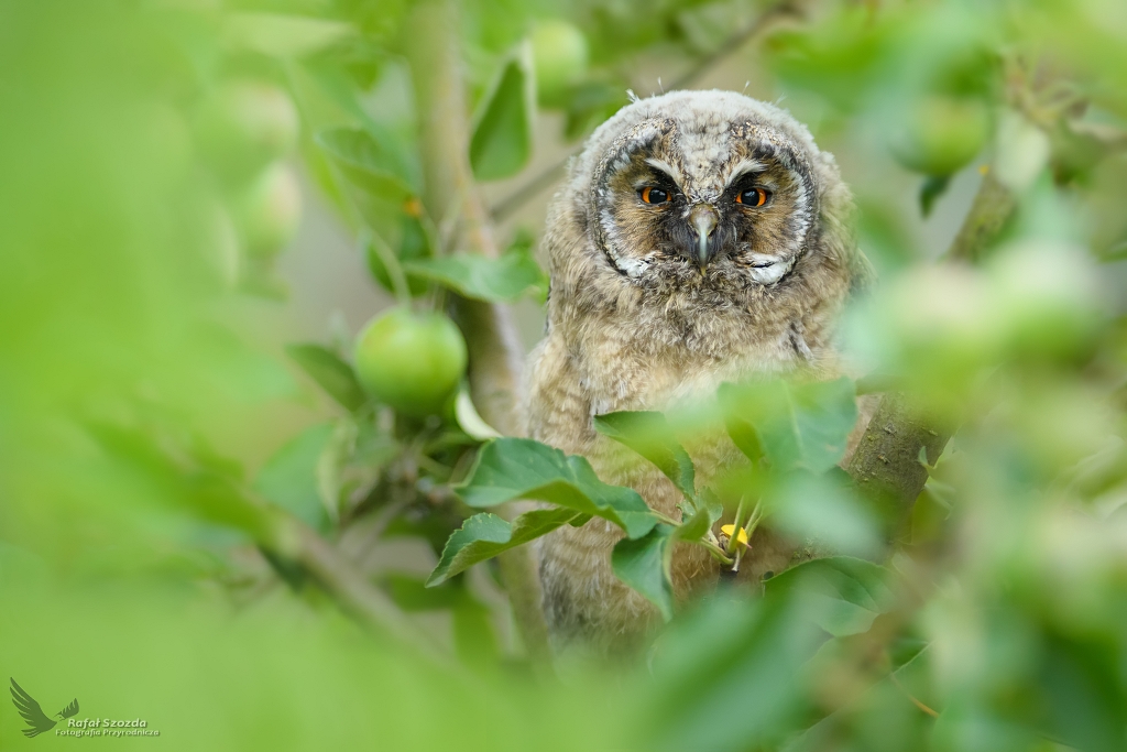 Uszatka, Long-eared Owl (Asio otus) ...