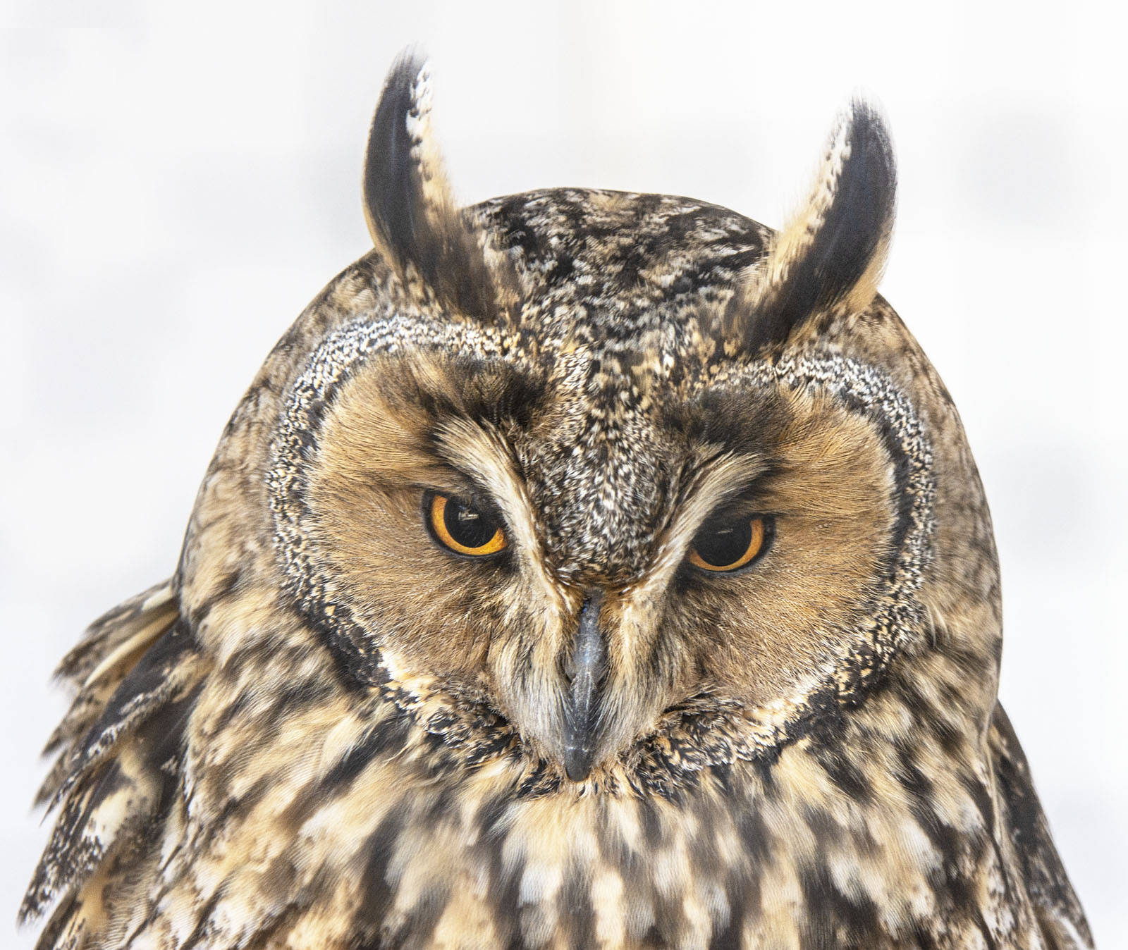 Sowa uszata (Long eared owl, Asio otus)