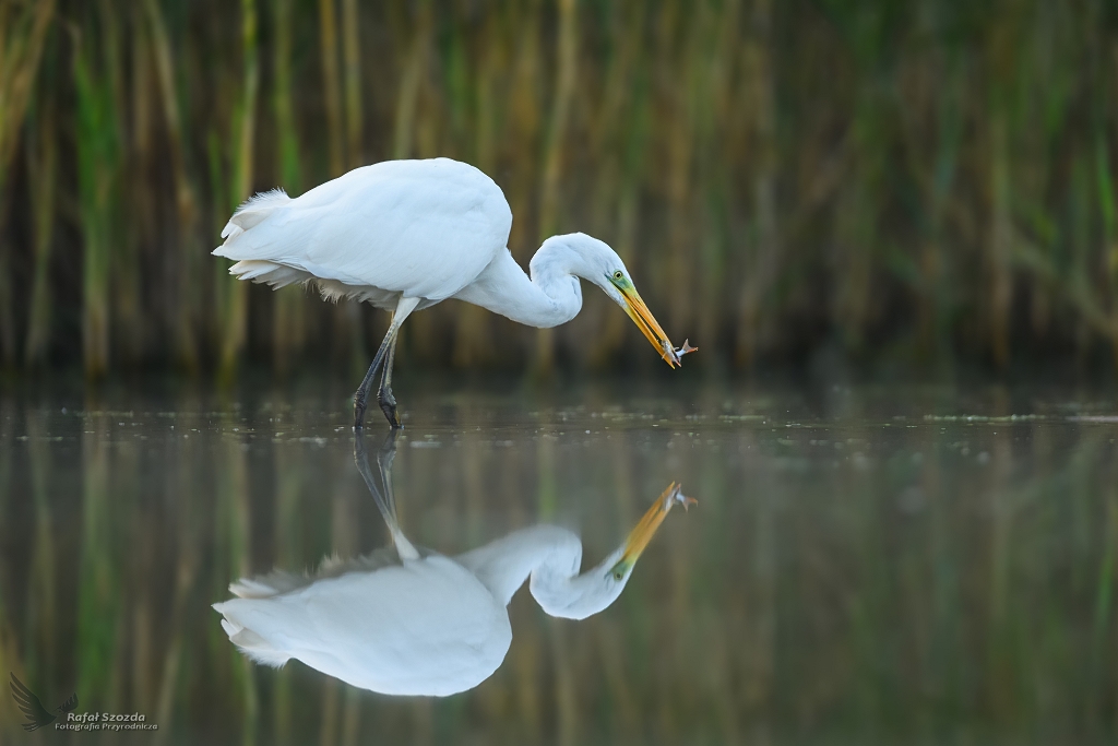 Czapla Biaa, Western Great Egret (Egretta alba) ... 2020r