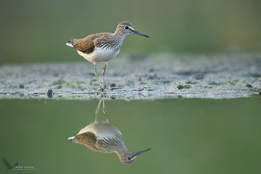 Samotnik, Green Sandpiper (Tringa ochropus) ... 2020r