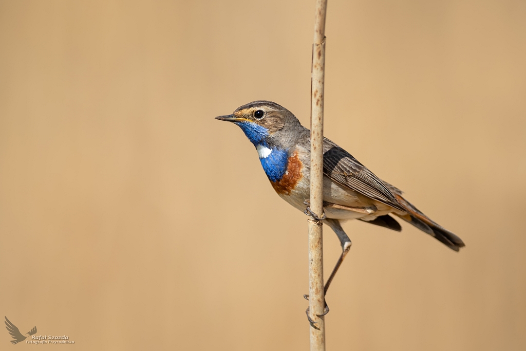 Podrniczek, Bluethroat (Luscinia svecica) ... 2020r