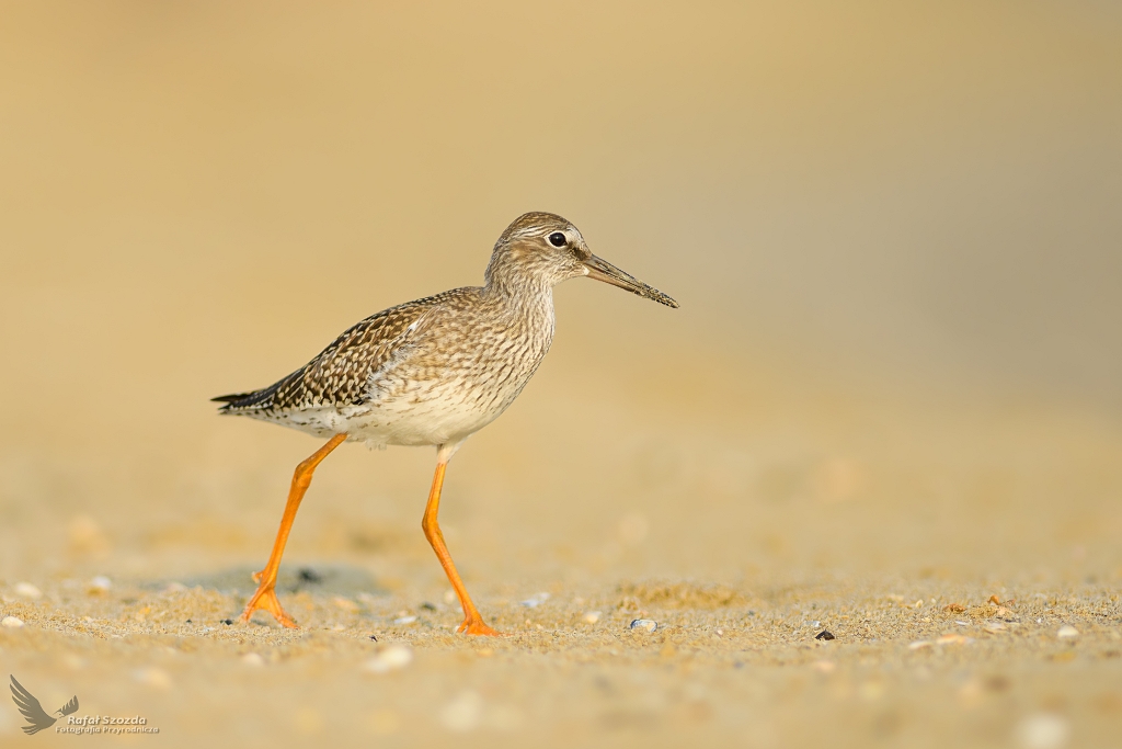 Krwawodzib, Common Redshank (Tringa totanus) ...