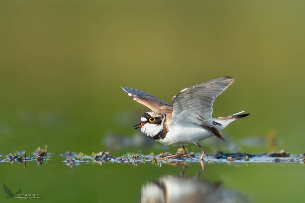 Sieweczka rzeczna, Little Ringed Plover (Charadrius dubius) ... 2020r