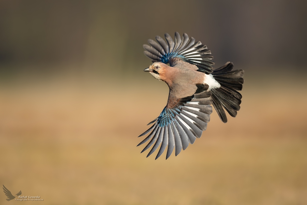 Sjka, Eurasian Jay (Garrulus glandarius) ...