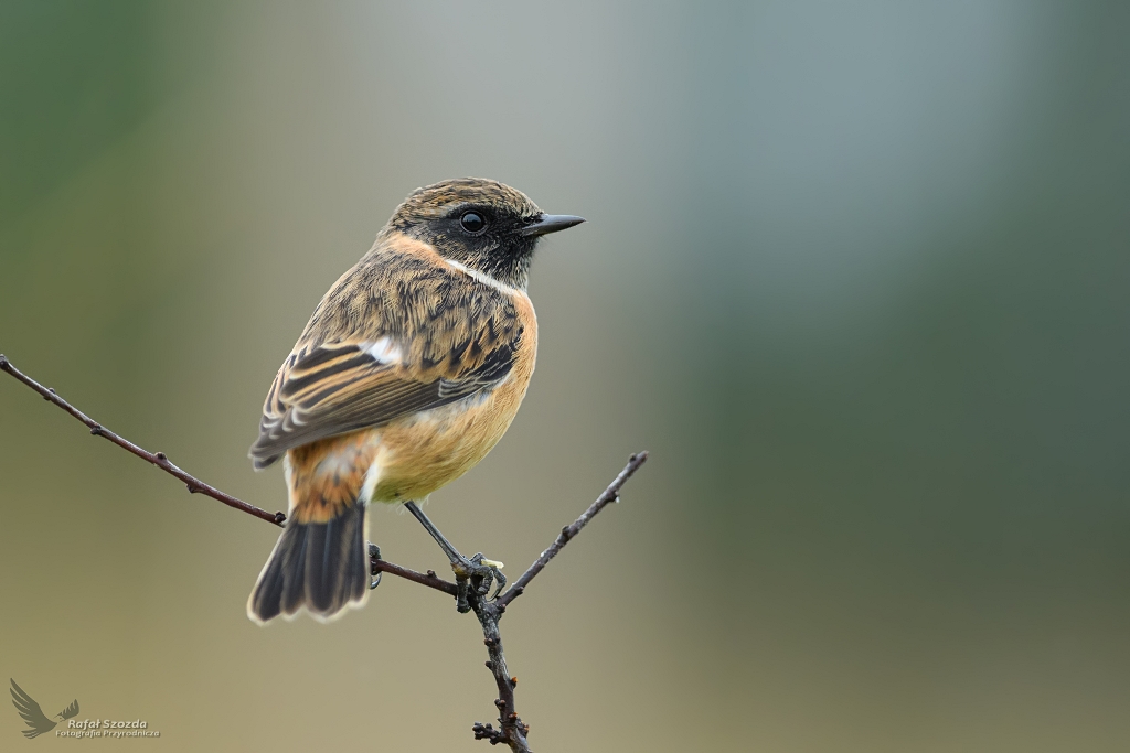 Klskawka, Stonechat (Saxicola rubicola) ... 2020r