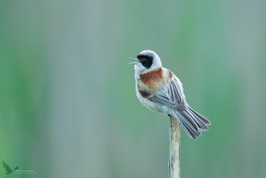 Remiz, Eurasian Penduline-Tit (Remiz pendulinus) ... 2020r