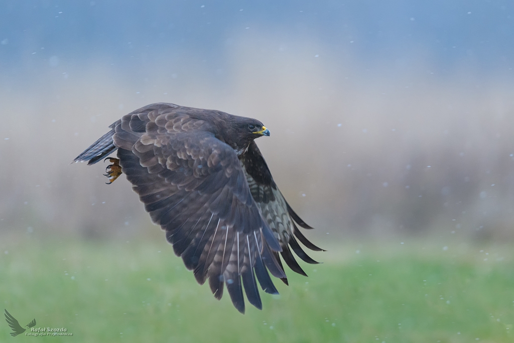 Myszow, Common Buzzard (Buteo buteo) ... 2020r