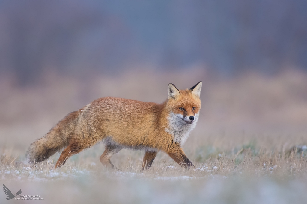 Lis, Fox (Vulpes vulpes) ...