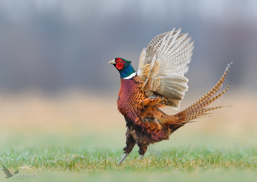 Baant, Common Pheasant (Phasianus colchicus) ...