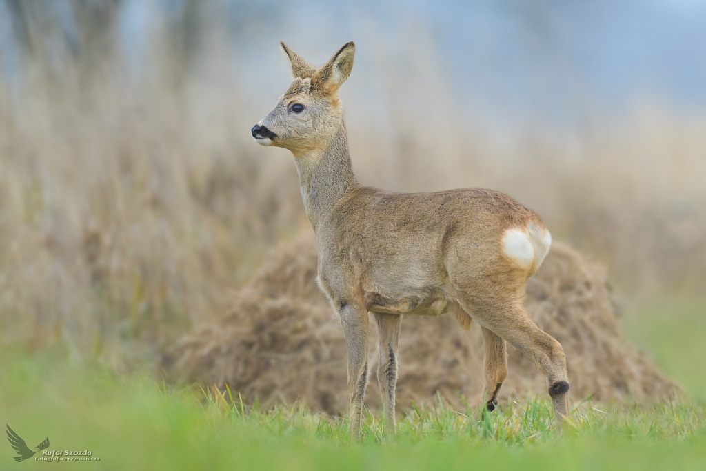 Rogacz, Roe (Capreolus capreolus) ... 2020