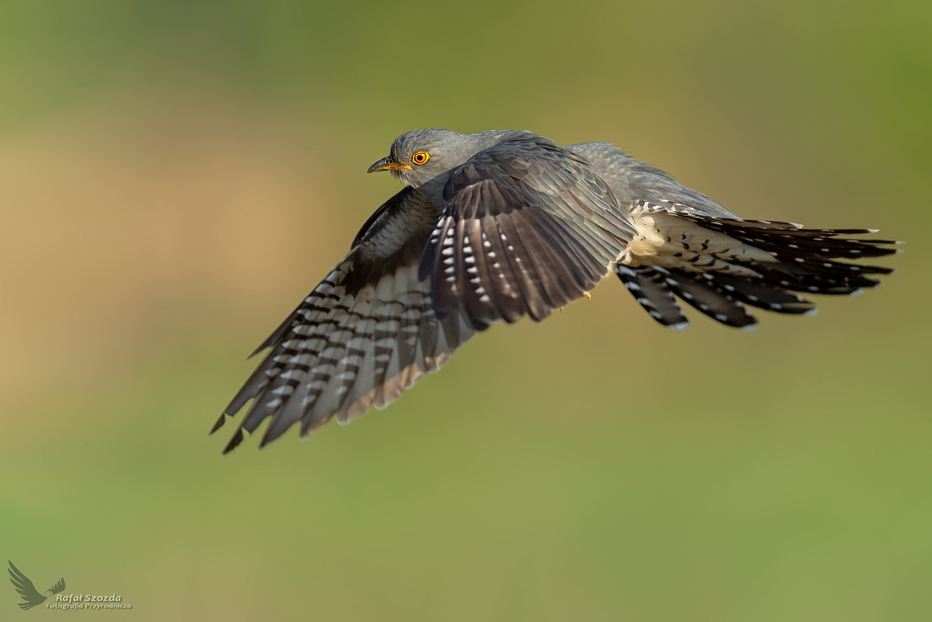 Kukuka, Common Cuckoo (Cuculus canorus) ... 2020r