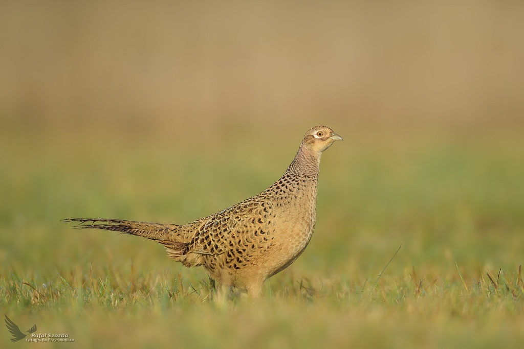 Kurka baanta, Common Pheasant (Phasianus colchicus) ...2020r