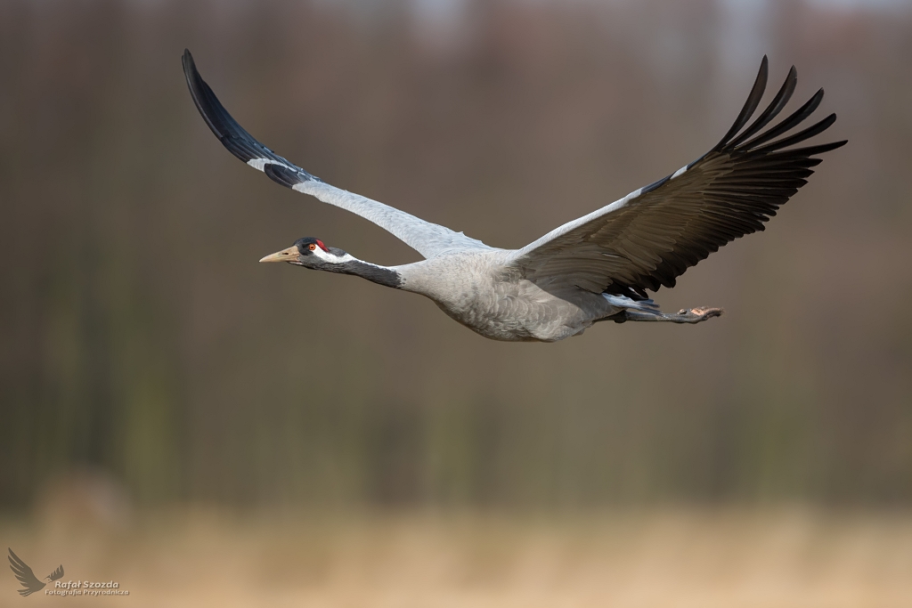 uraw, Common Crane (Grus grus) ... 2020r