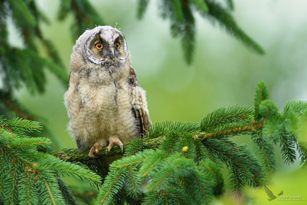 Uszatka, Long-eared Owl (Asio otus) ...