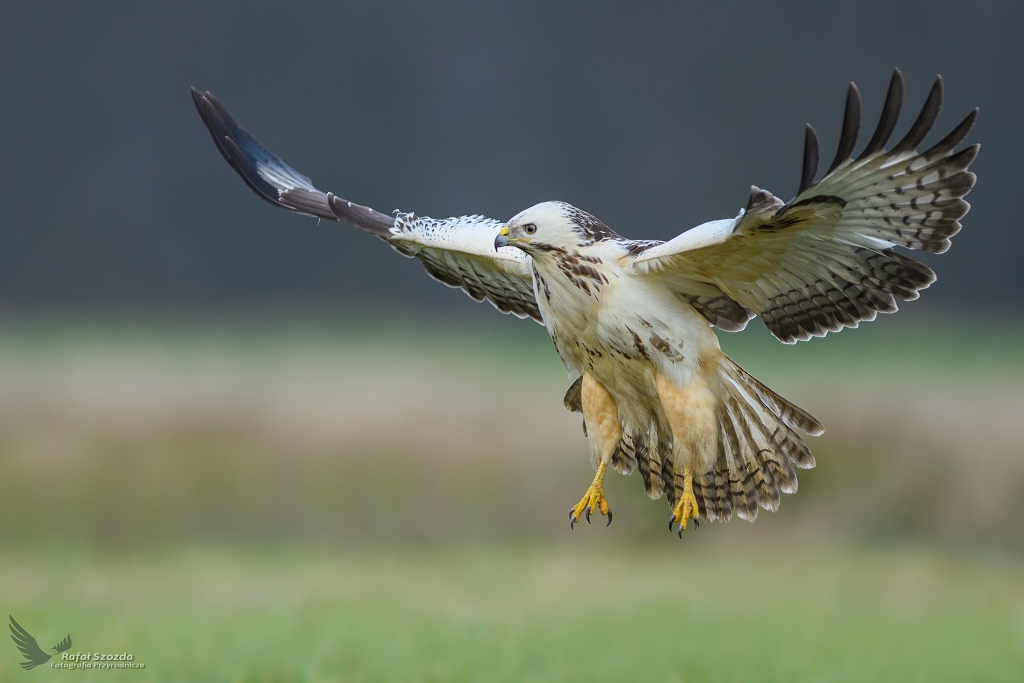 Myszow, Common Buzzard (Buteo buteo) ...