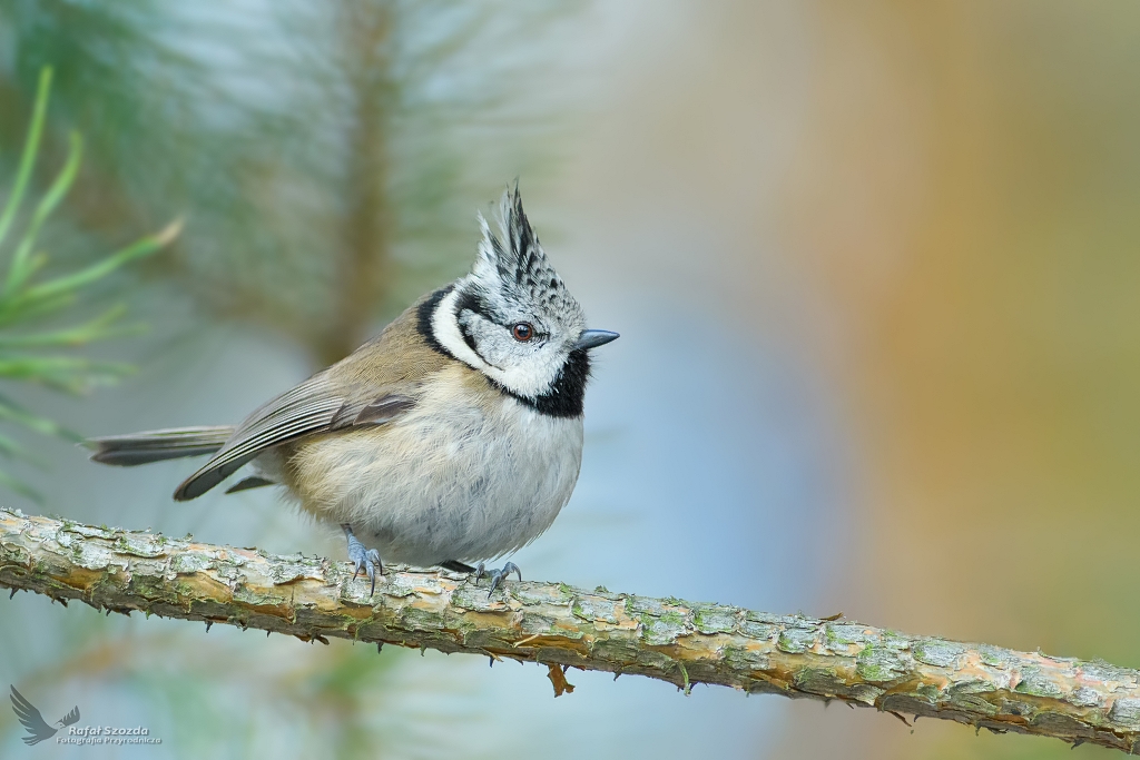 Czubatka, Crested Tit (Lophophanes cristatus) ...