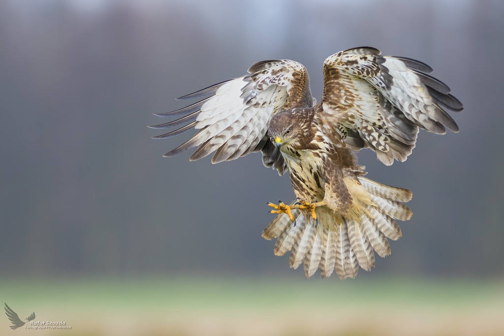 Myszow, Common Buzzard (Buteo buteo) ...