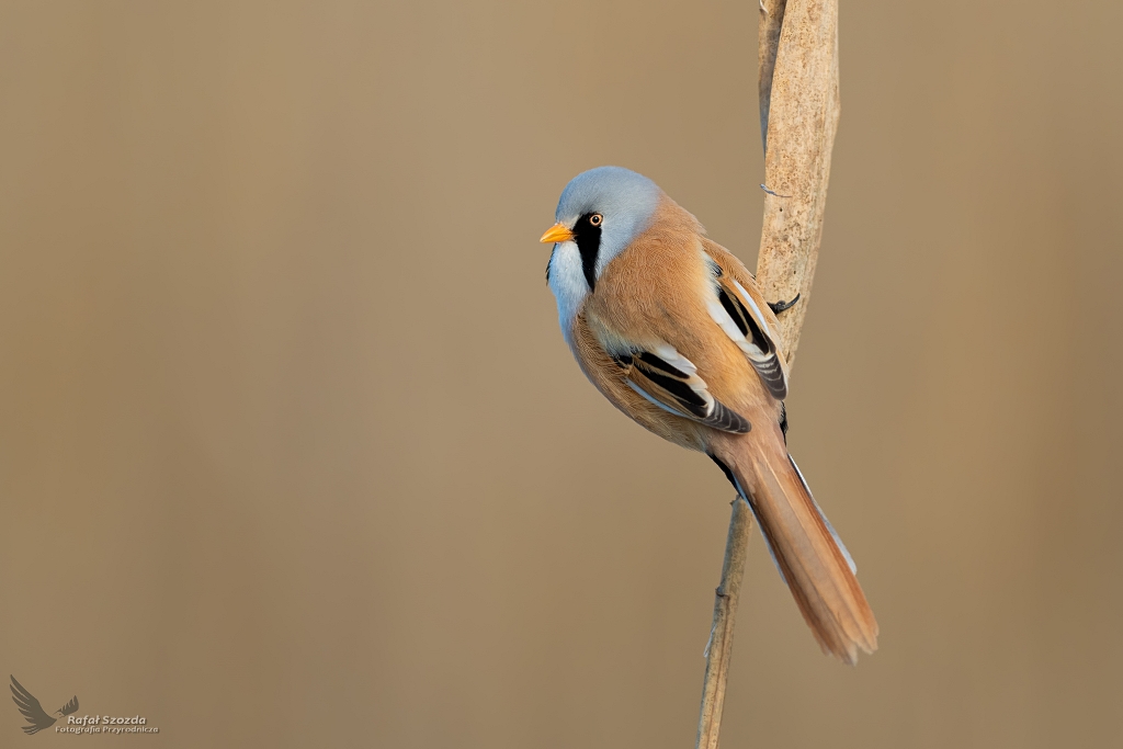 Wsatka, Bearded Parrotbill (Panurus biarmicus) ...