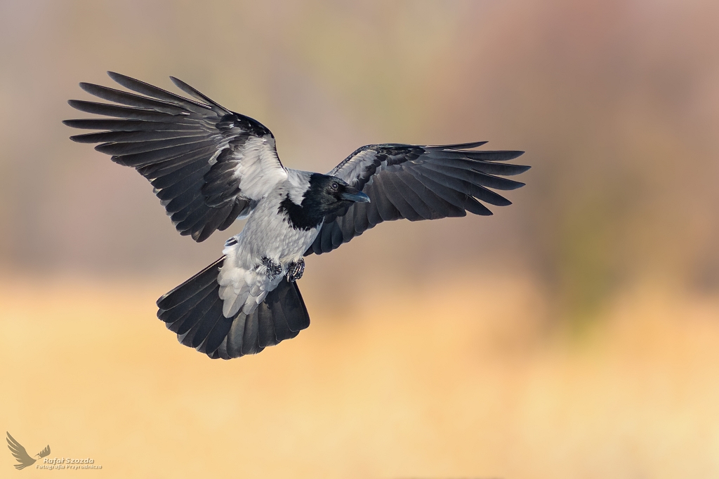 Wrona siwa, Hooded Crow (Corvus cornix) ...