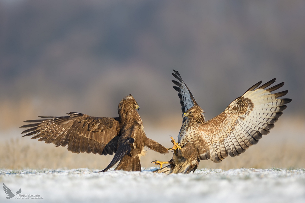 Myszoowy, Common Buzzard (Buteo buteo) ...