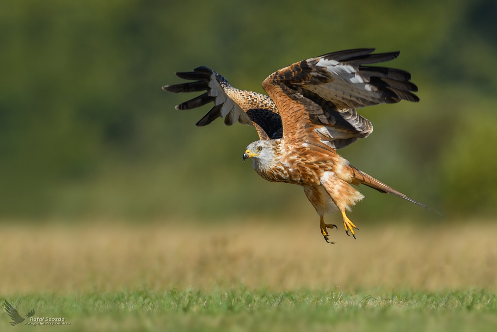 Kania Ruda, Red Kite (Milvus milvus) ...