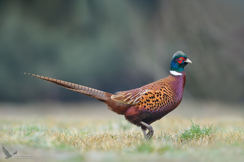 Baant, Common Pheasant (Phasianus colchicus) ...