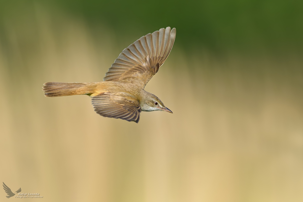 Trzciniak, Great Reed-Warbler (Acrocephalus arundinaceus) ...