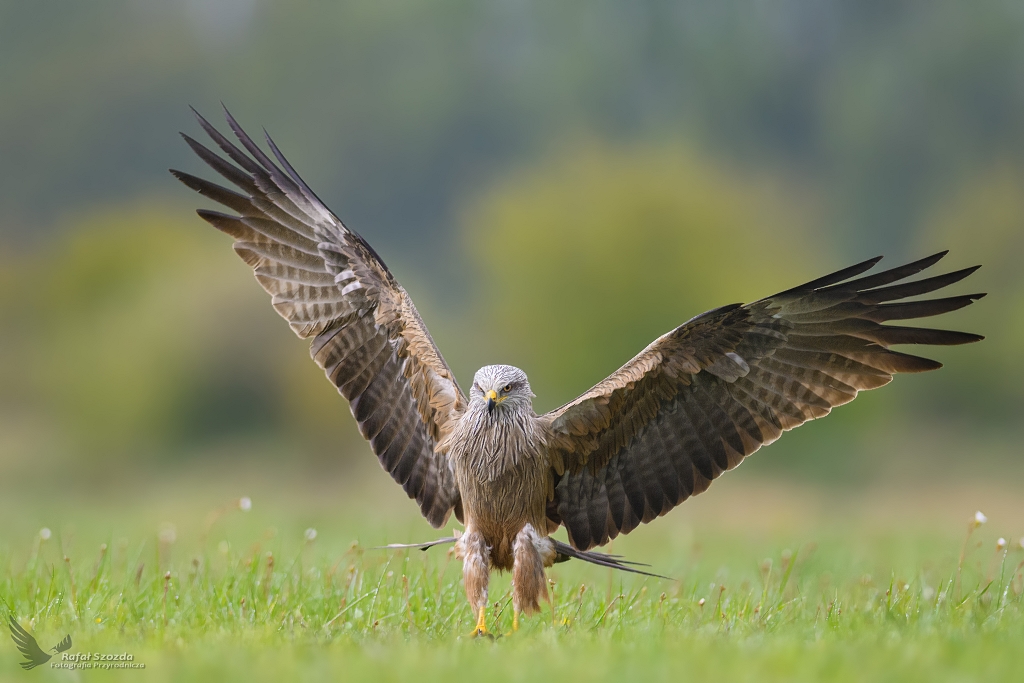 Kania Czarna, Black Kite (Milvus migrans) ...