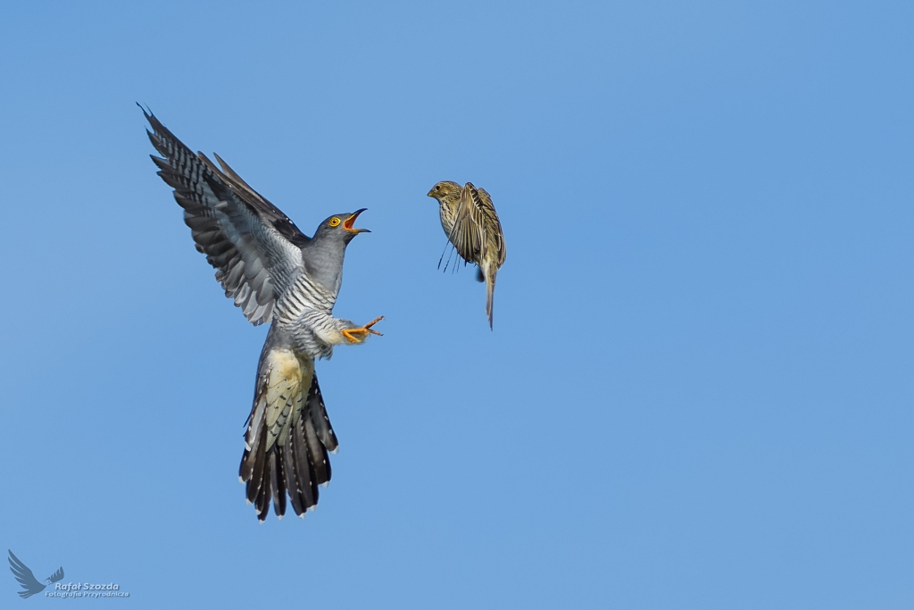 Kukuka, Common Cuckoo (Cuculus canorus) vs Potrzeszcz ...