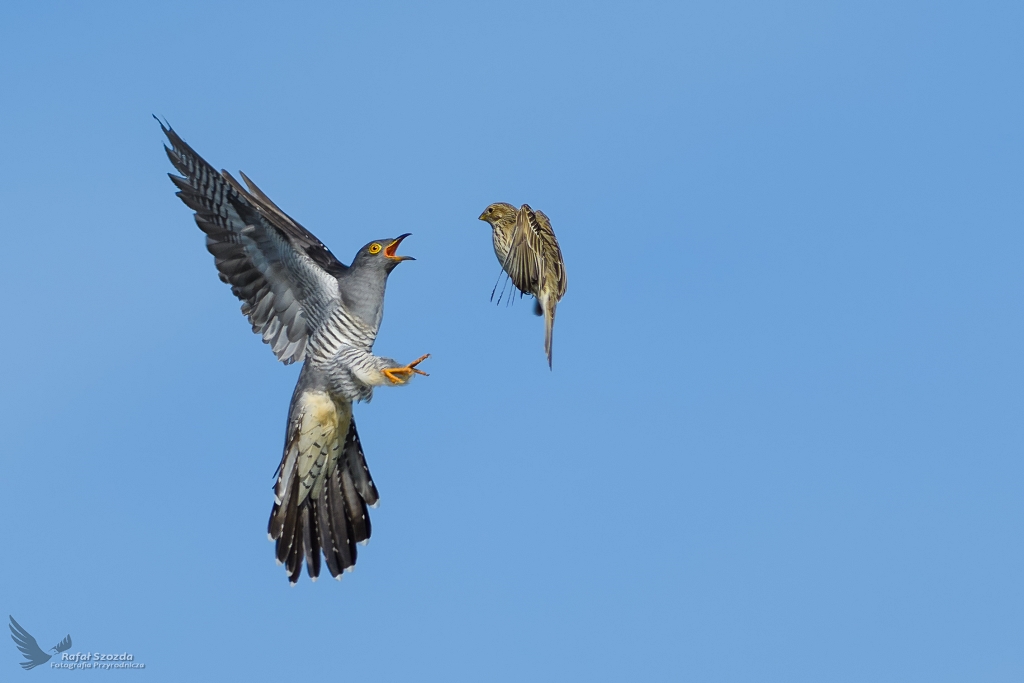 Kukuka, Common Cuckoo (Cuculus canorus) vs Potrzeszcz ...