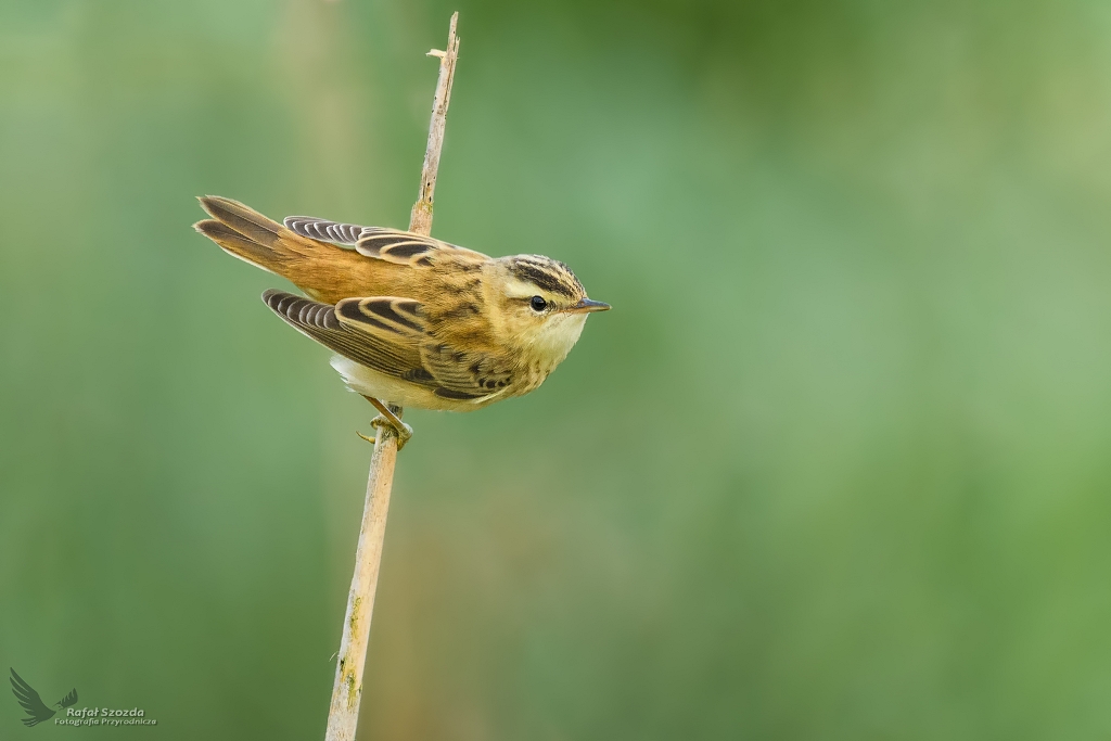 Rokitniczka, Sedge Warbler (Acrocephalus schoenobaenus) ...