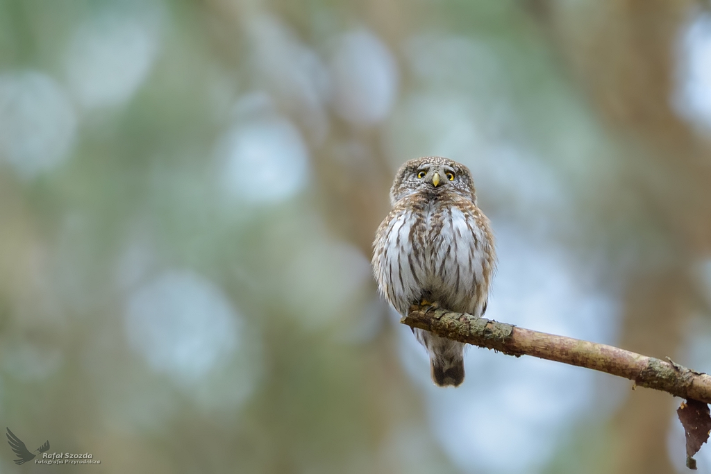 Sweczka, Eurasian Pygmy-Owl (Glaucidium passerinum) ... 2021r