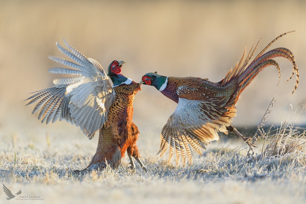 Przedwiosenne ustalanie hierarchii ... Baanty, Common Pheasant (Phasianus colchicus) ... 2021r